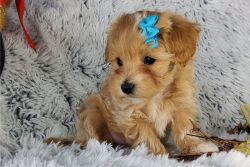 Dearest maltipoo Puppies for sale