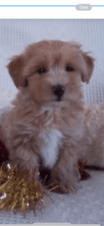 Cute Matipoo F1 puppy for sale