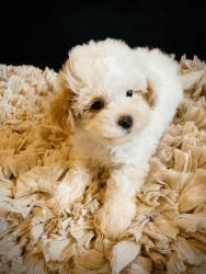 Adorable maltipoo pups for sale