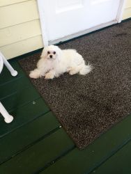 Multipoo white 14 mo old