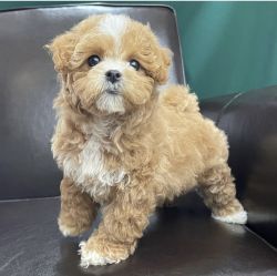 Maltipoo Puppies Available