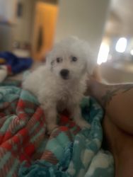 Maltipoo 2 month old puppy