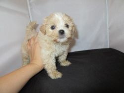 Maltipoo-Male-Ted