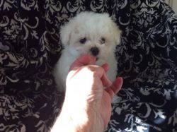 Beautiful maltipoo pups for rehoming
