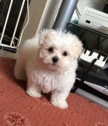 quality malyipoo puppies for rehoming