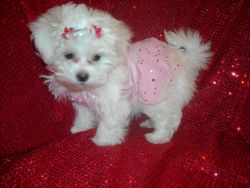 toy Maltipoo Nonshed puppies 9wks