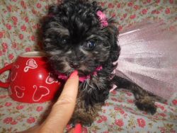 Toy Maltipoo Nonshed 8wks old