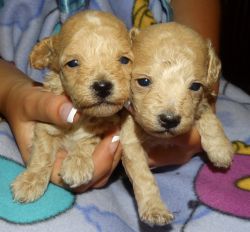 Malti poo puppies for sale