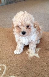 F1 Maltipoo Puppies For Sale.