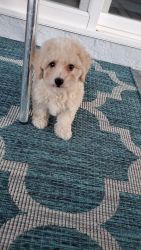 8 weeks old male maltipoo puppy