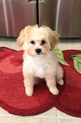 Female Maltipoo puppy for sale (4 months old)