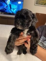 Well bred maltipoo male puppy
