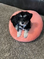 5 month old Maltipoo