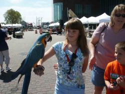 Super Tame Baby Blue And Gold Macaws