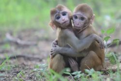 2 baby monkey pet
