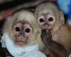 Charming baby monkeys for adoption