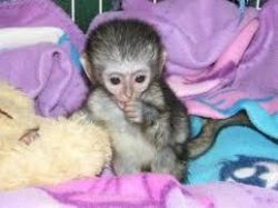 She is 3 months old Capuchin monkey.