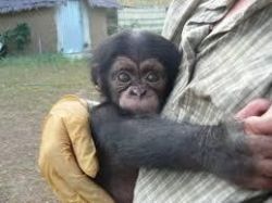 Fully diaper trained Chimpanzee ,