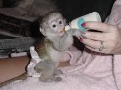 Capuchin & Marmoset Monkeys for Sale
