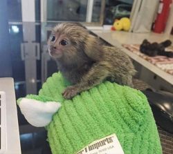 My Husband And I Are Giving Out These Cute Baby Pygmy Marmoset Monkeys
