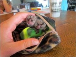 Free Baby pygmy Marmoset monkeys for adoption call/textxxxxxxxxxx