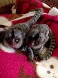 Femalemale Marmoset Monkeys Looking For Great Home