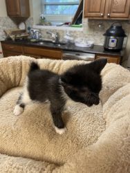 Manx Kittens For Sale
