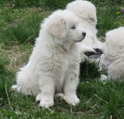 Maremma Sheepdog Puppies For Sale