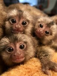Marmoset Monkeys Available (5 0 3) 61 0-0 8xx