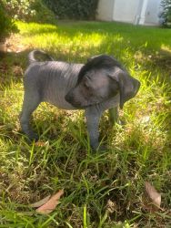 Xolo Mexican hairless puppies