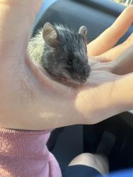 Baby mice for sale
