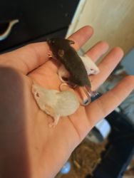 Baby mice need homes. 10 of them, pretty colors.