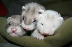 Baby ferrets