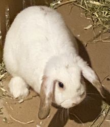 Rabbit for sale!
