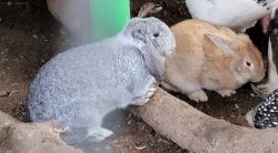 Lop bunnies