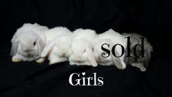 Baby mini lop bunnies