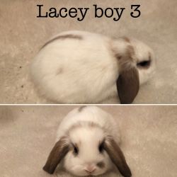 Baby Mini Lop bunny rabbits