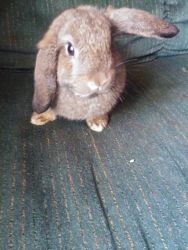 Mini lop bunny ready for her forever home