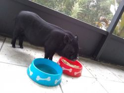 Mini pig for sale