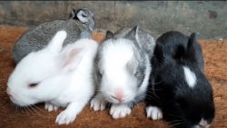 RABBITS FOR SALE IN CHALAKUDY