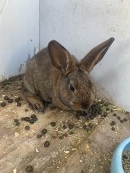 Rabbits for sale!!!