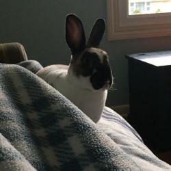 Loving mini Rex bunny in need of a good home