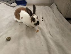 2 year old bunny for free to go to a loving home
