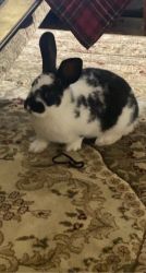 Cute bunny for sale