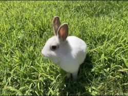 1yr female pet rabbit “Pippy”
