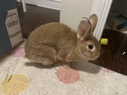Friendly mixed bunny, spayed, rehome