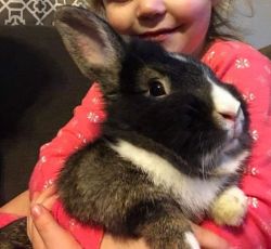Sweet bunny looking for rehoming