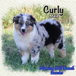 Curly ~ Mini Blue Merle Male Aussie