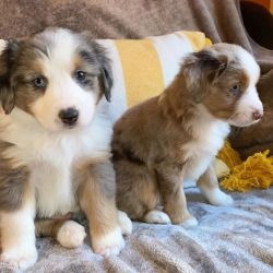 Mini aussie puppies for good home