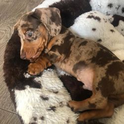 Miniature Dachshund Dogs and Puppies for sale